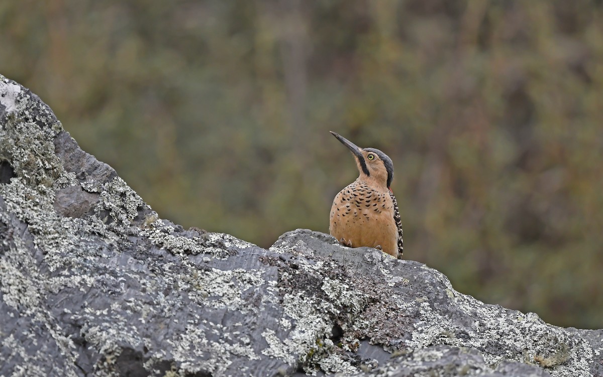 Andean Flicker - Christoph Moning