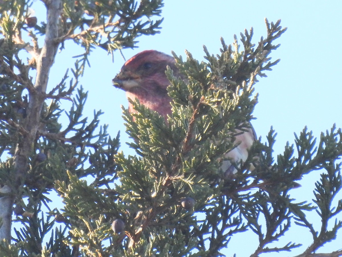 Purple Finch - Lisa Schibley