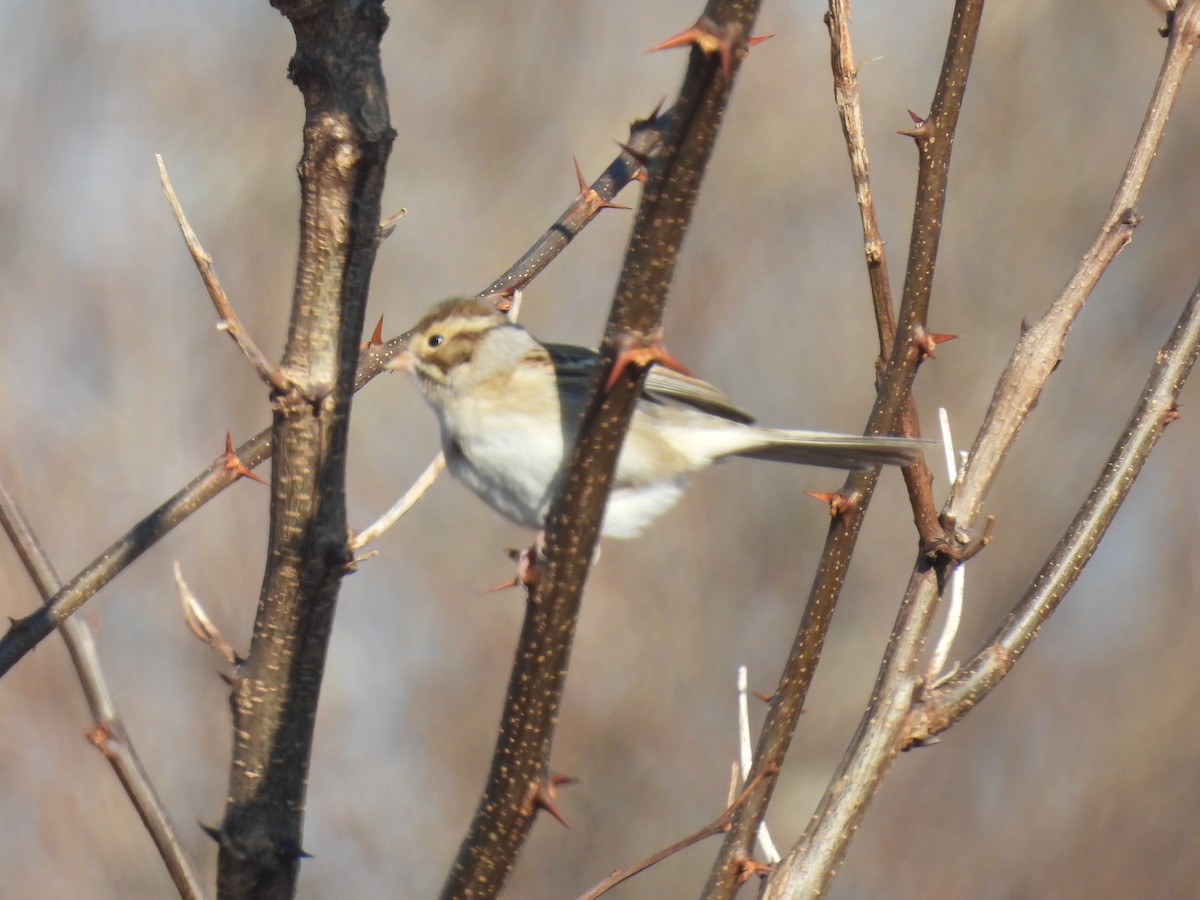 Clay-colored Sparrow - ML612005362