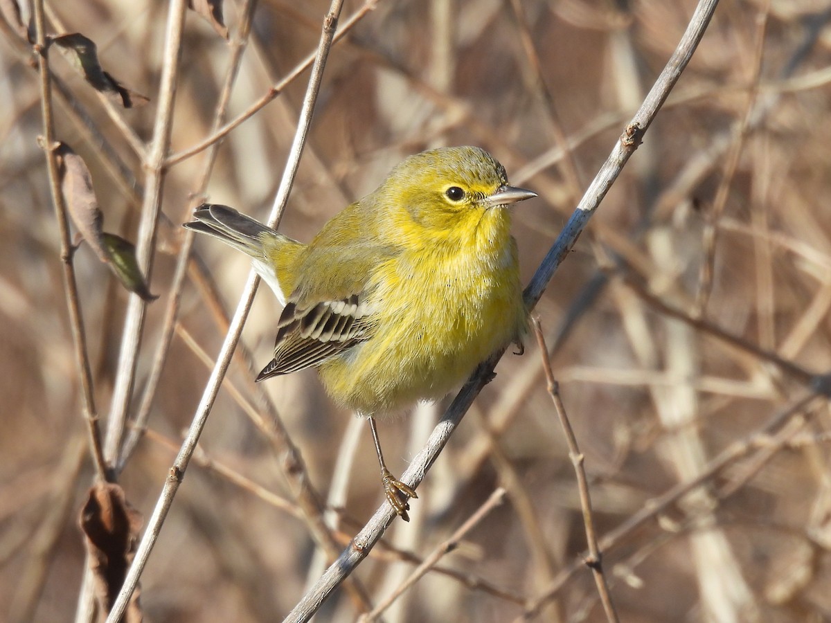 Pine Warbler - ML612005371