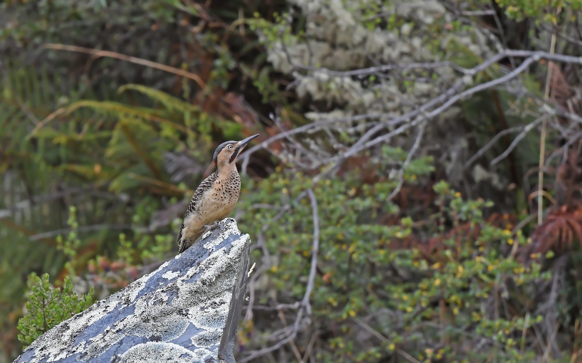 Andean Flicker (Southern) - ML612005379