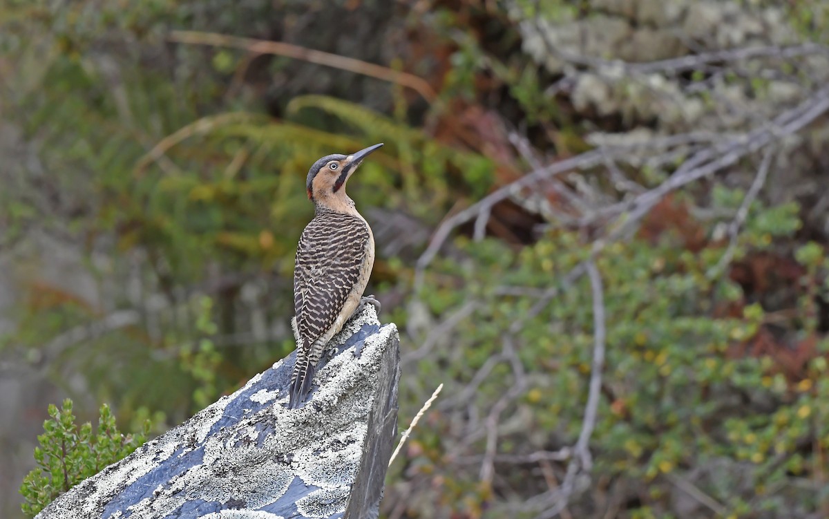 Andean Flicker (Southern) - ML612005380