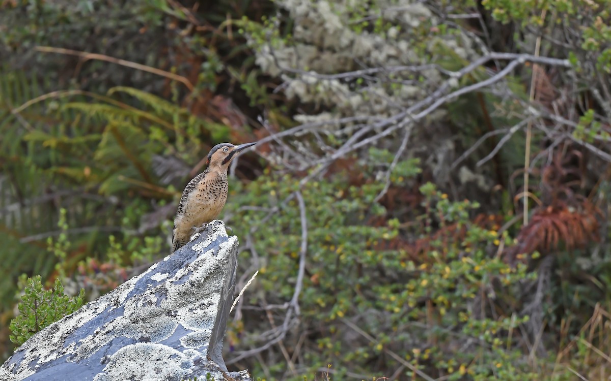 Andean Flicker (Southern) - ML612005381