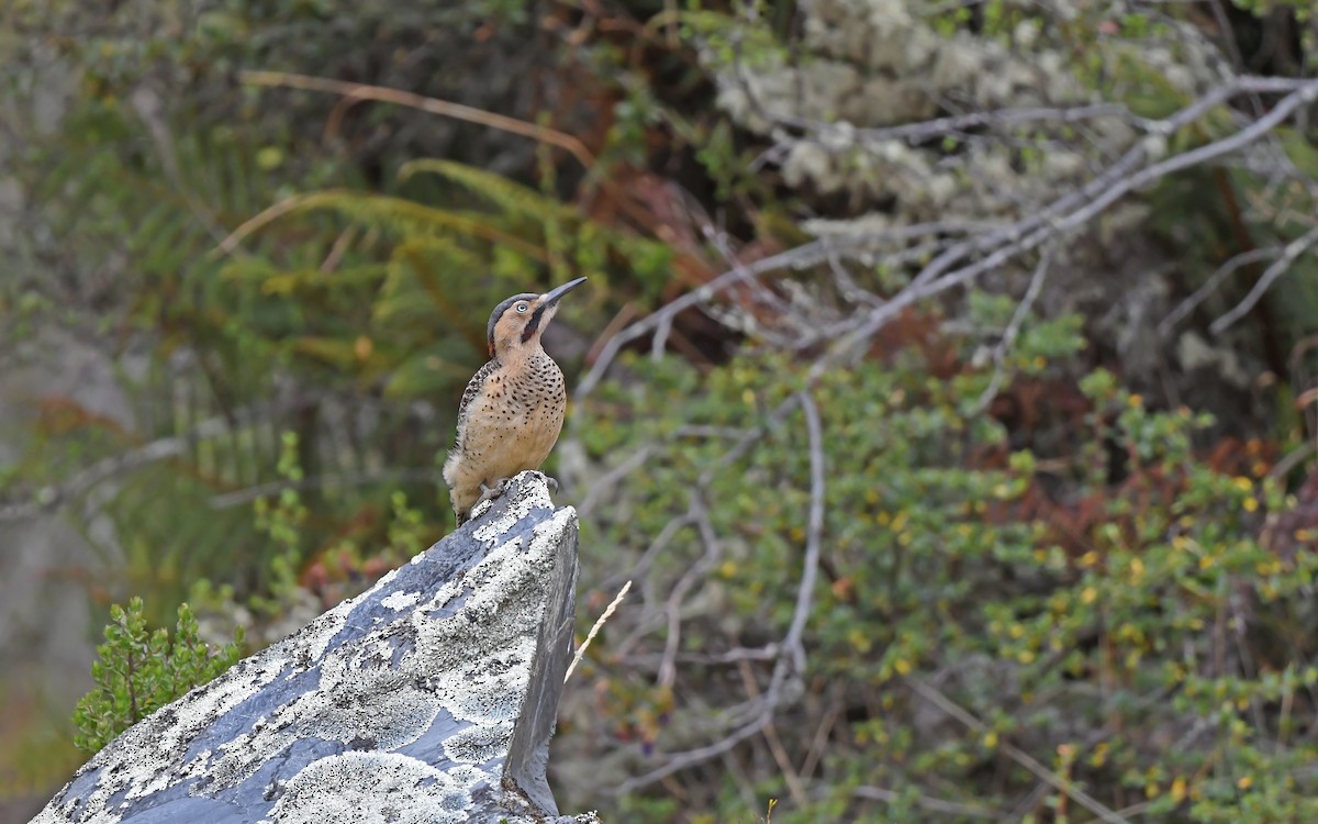 Andean Flicker (Southern) - ML612005382