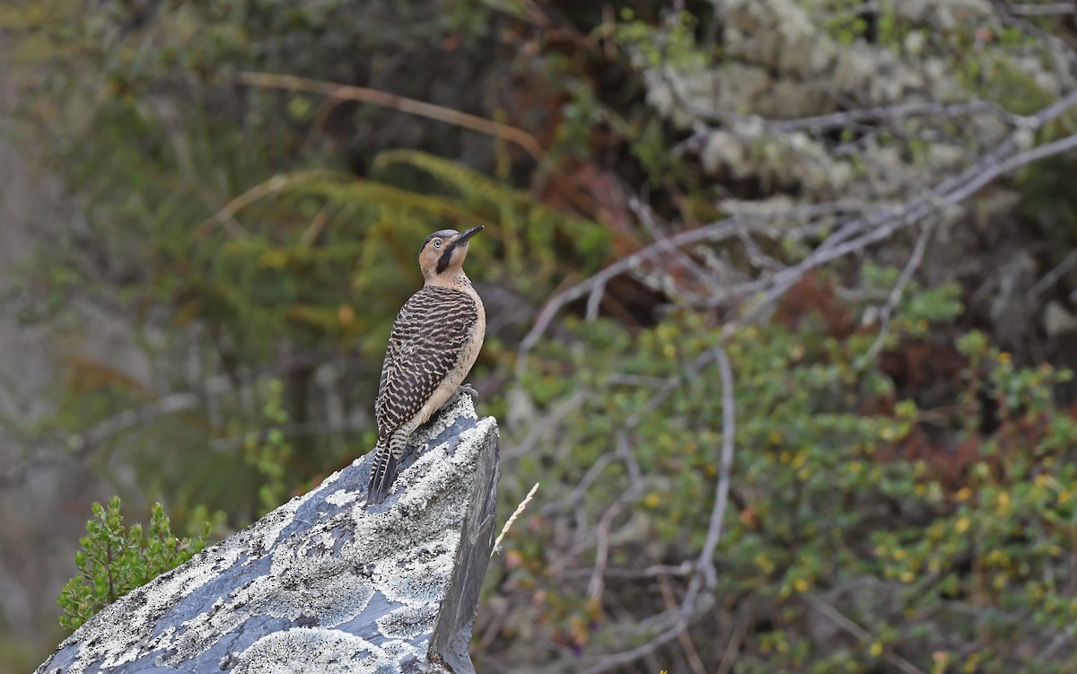 Andean Flicker (Southern) - ML612005384