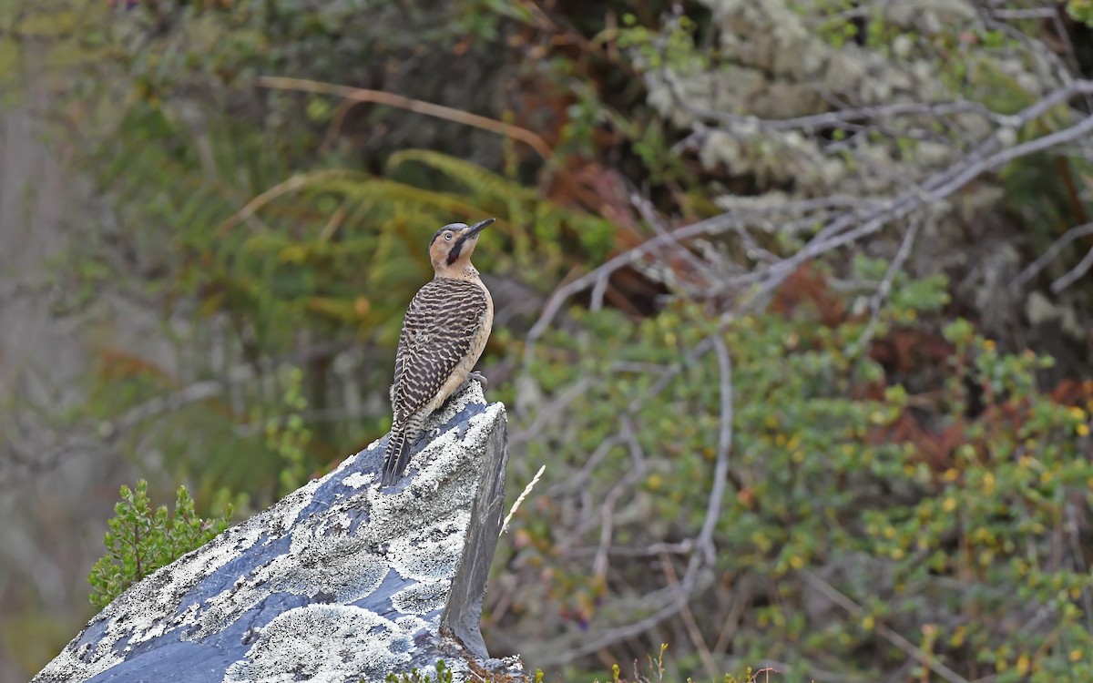 Andean Flicker (Southern) - ML612005386