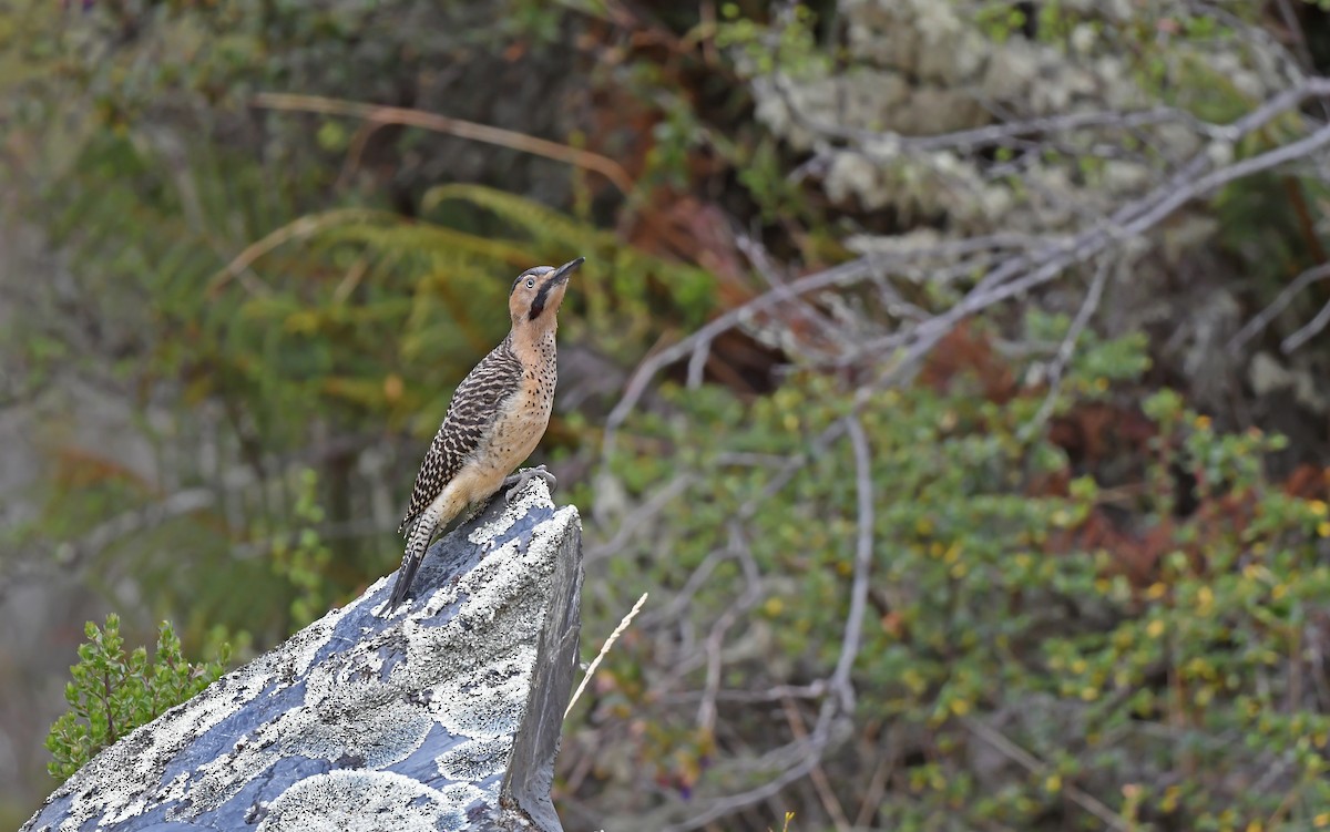 Andean Flicker (Southern) - ML612005387