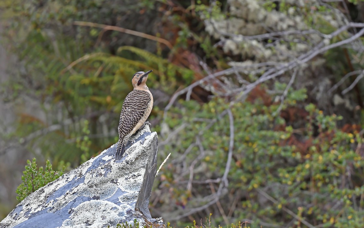 Andean Flicker (Southern) - ML612005388