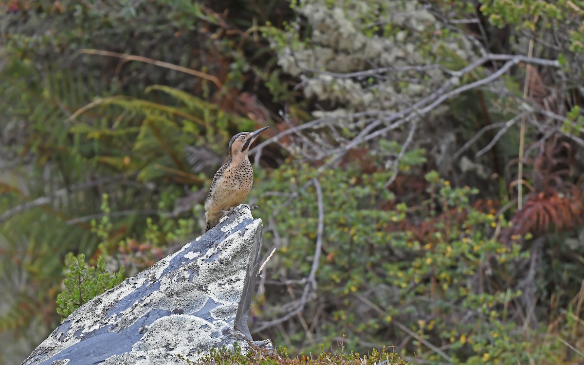 Andean Flicker (Southern) - ML612005390