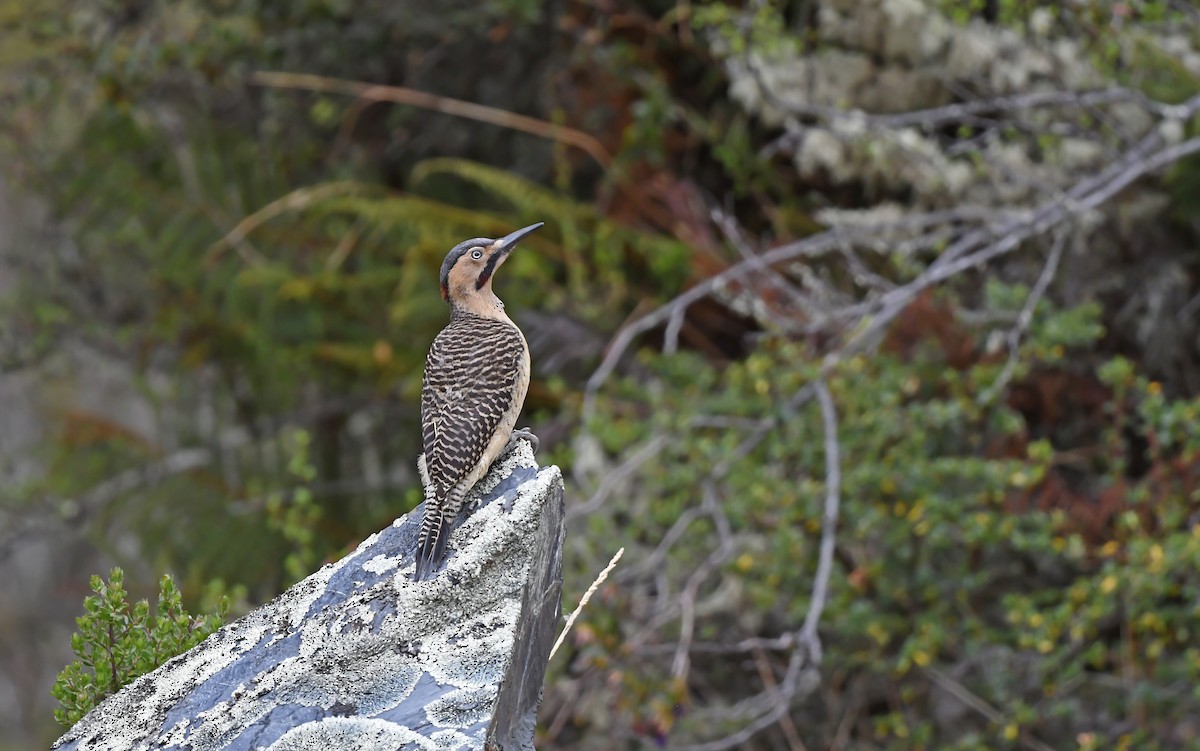 Andean Flicker (Southern) - ML612005391