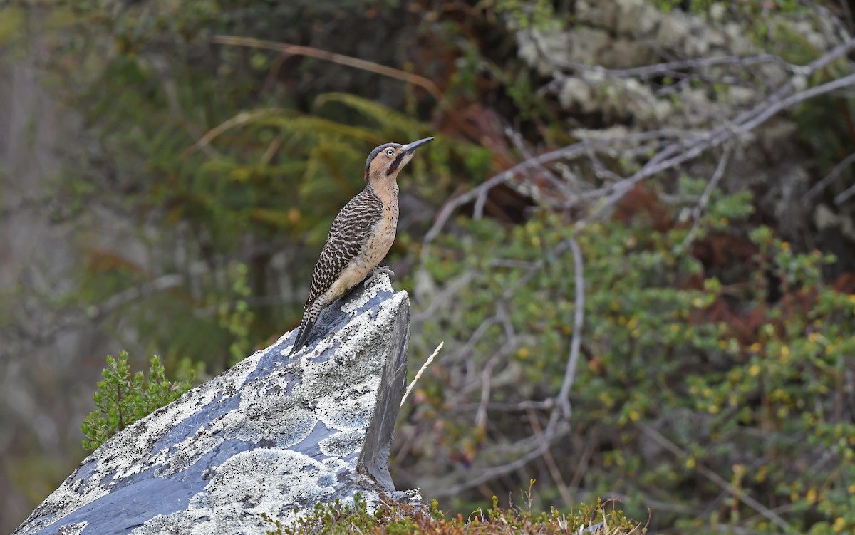 Andean Flicker (Southern) - ML612005393