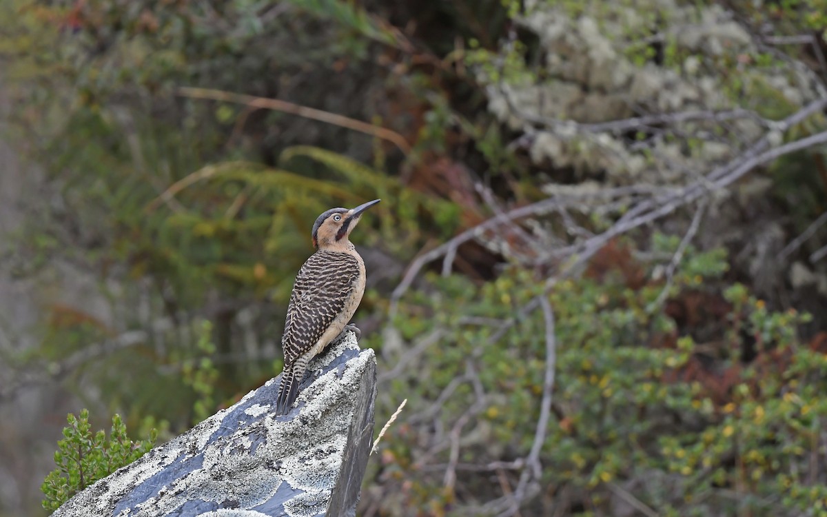 Andean Flicker (Southern) - ML612005394