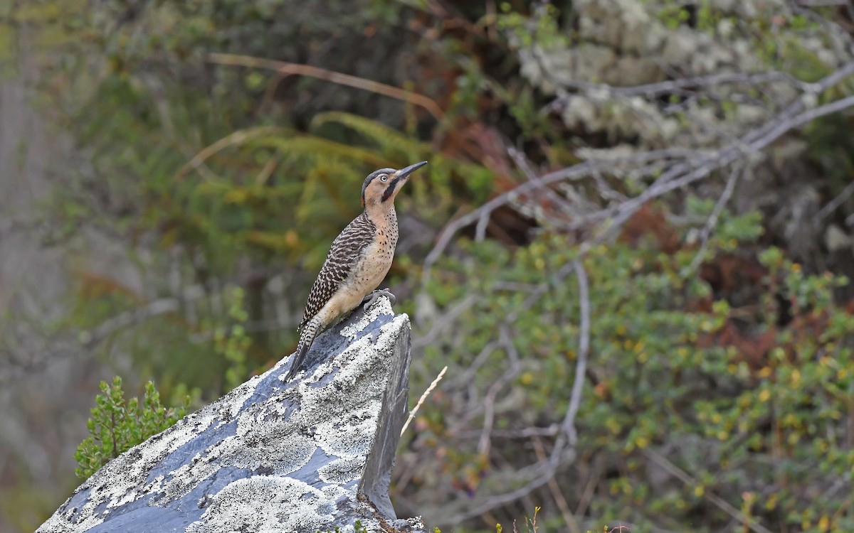 Andean Flicker (Southern) - ML612005395