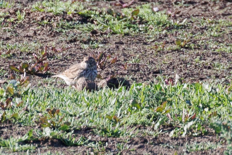 Mediterranean Short-toed Lark - Antonio Xeira