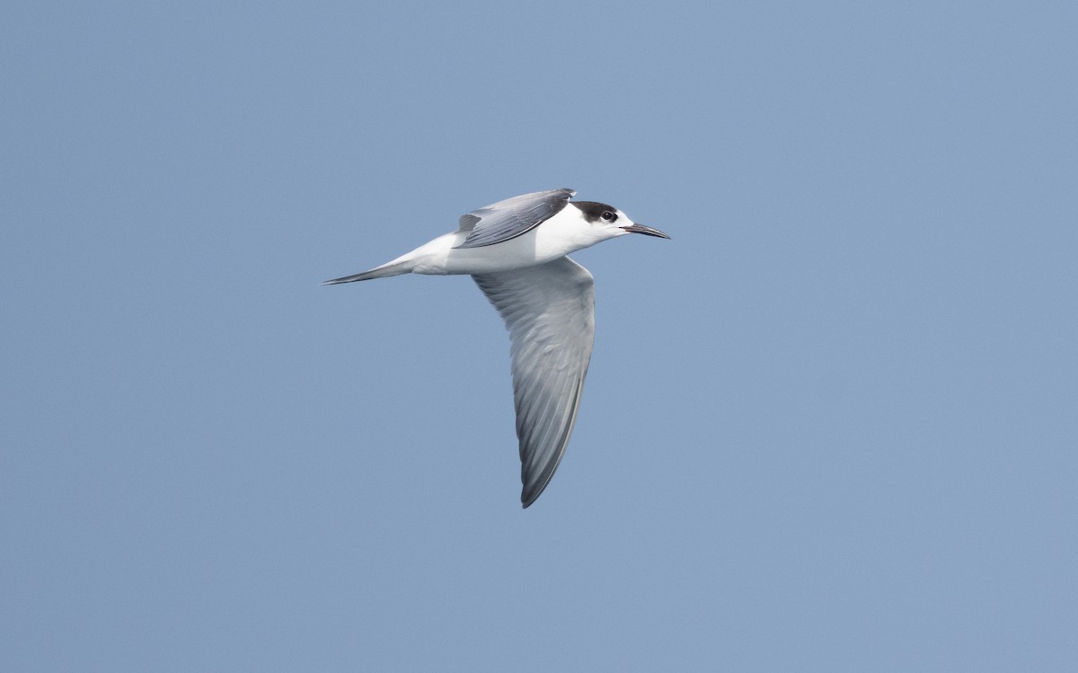 Common Tern - ML612005449