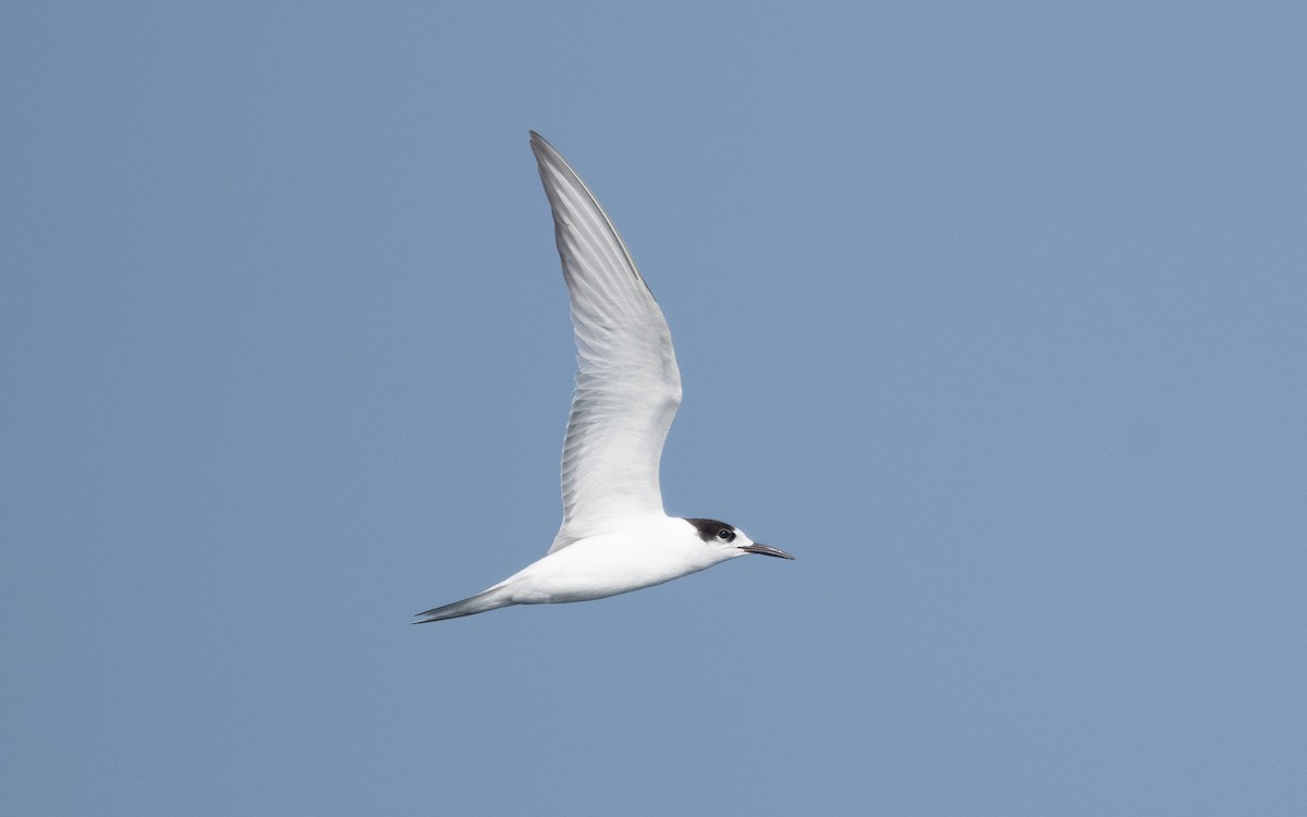 Common Tern - ML612005450