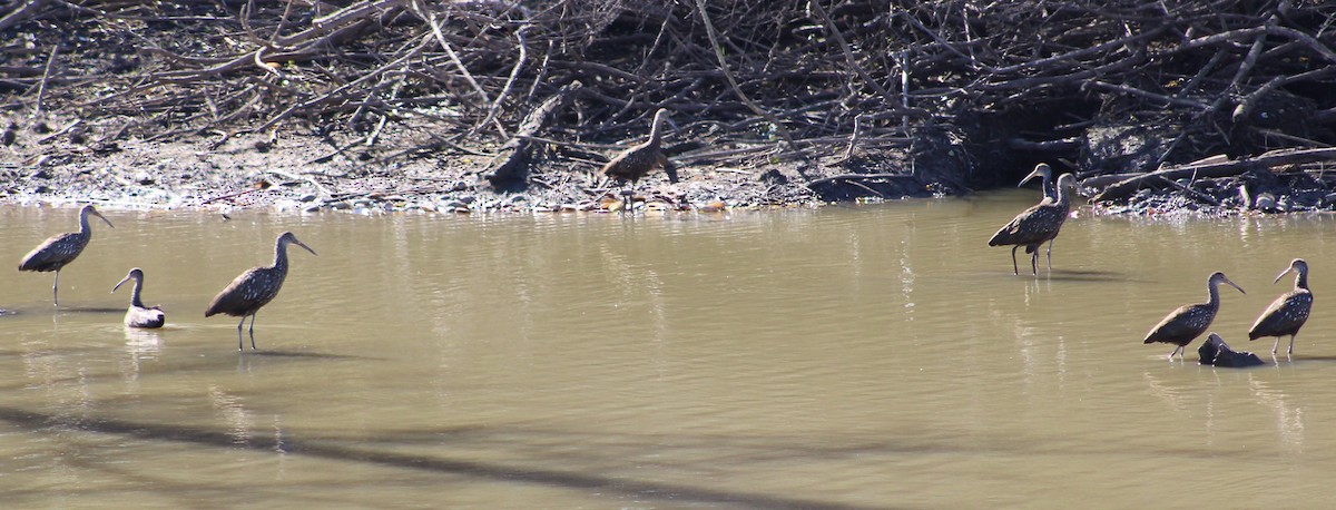 Limpkin - ML612005495