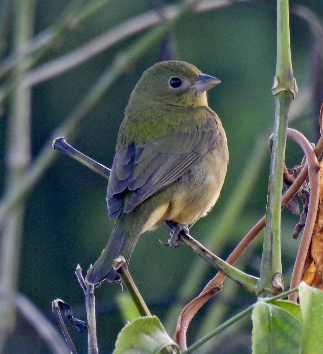 Painted Bunting - ML612005511