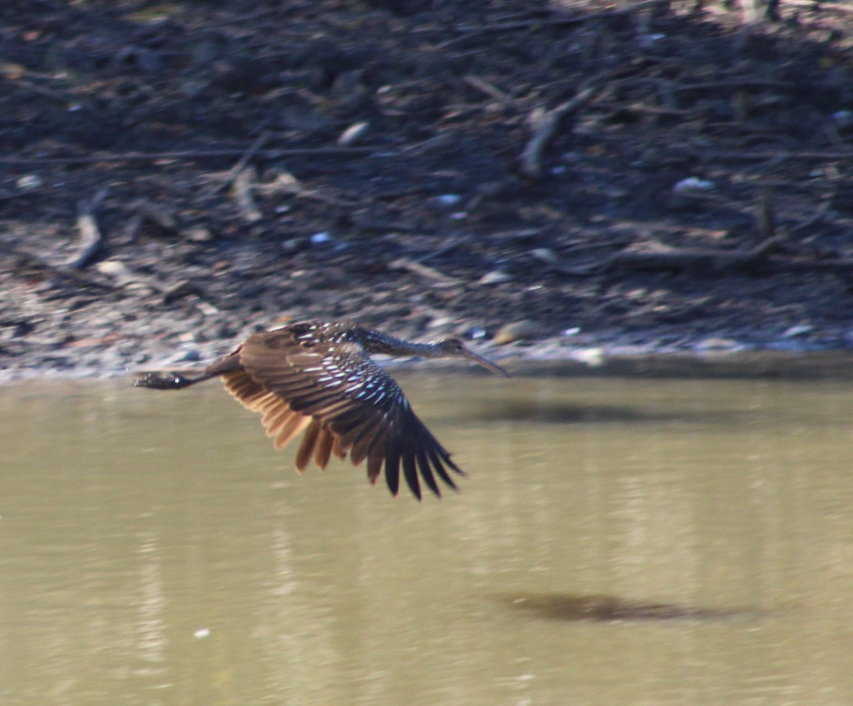 Limpkin - ML612005531