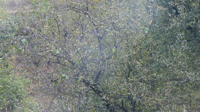 Slaty-headed Parakeet - ML612005535