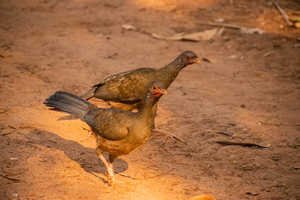 Chaco Chachalaca - Matheus Conte Pereira