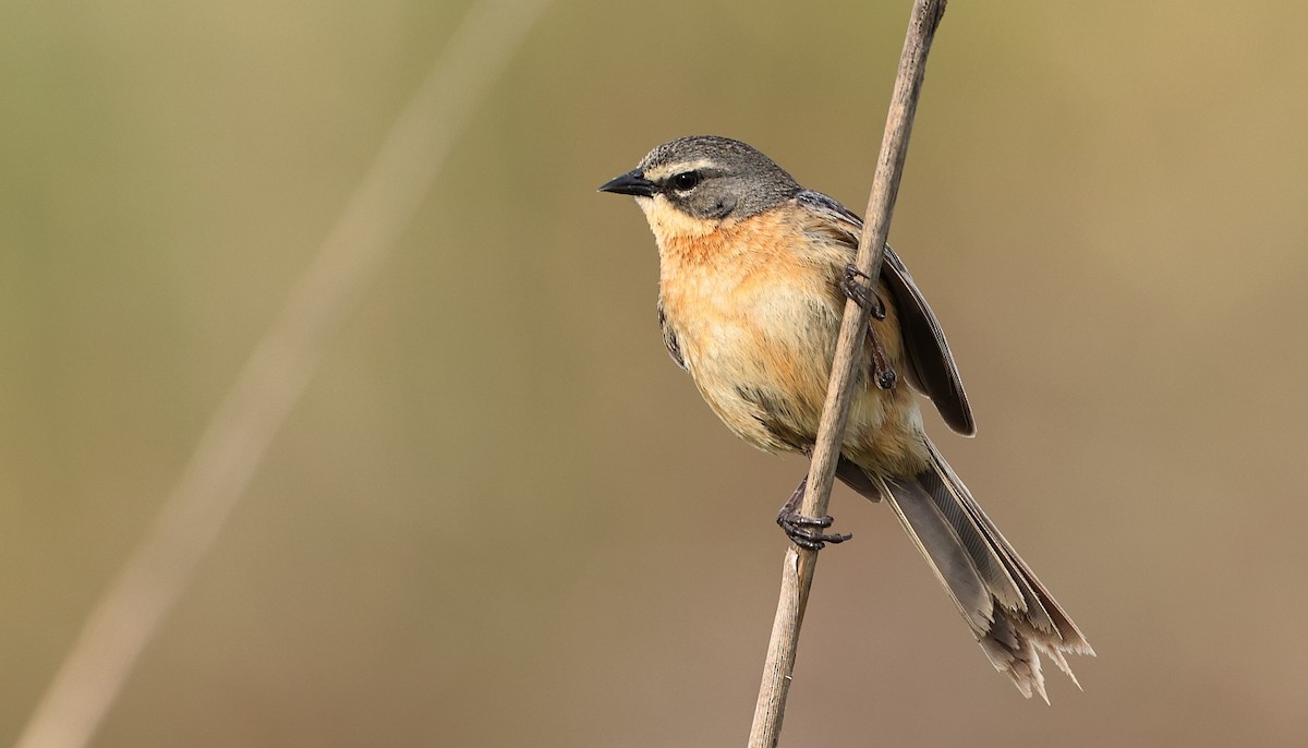 Long-tailed Reed Finch - ML612005554