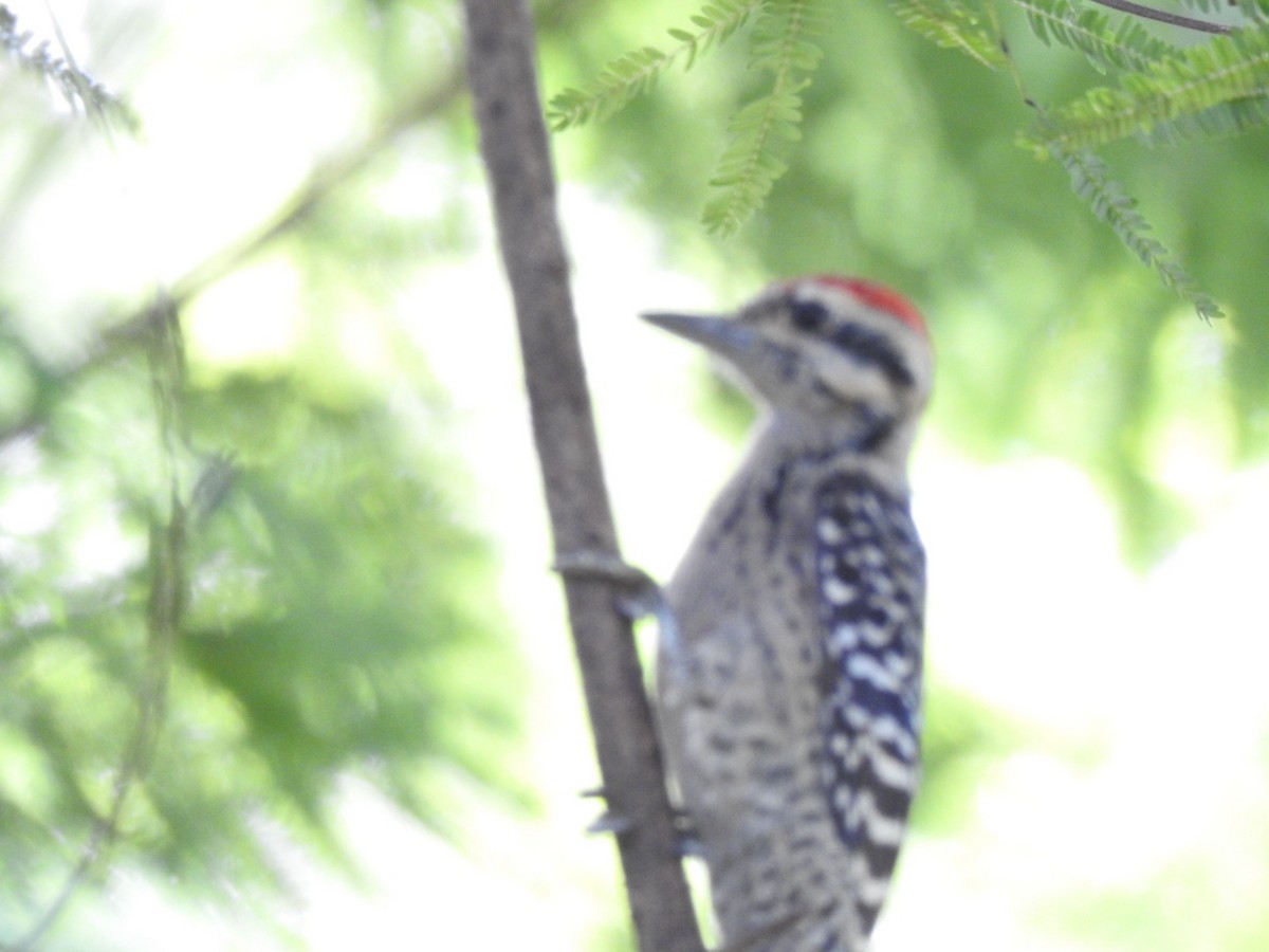 Ladder-backed Woodpecker - ML612005728