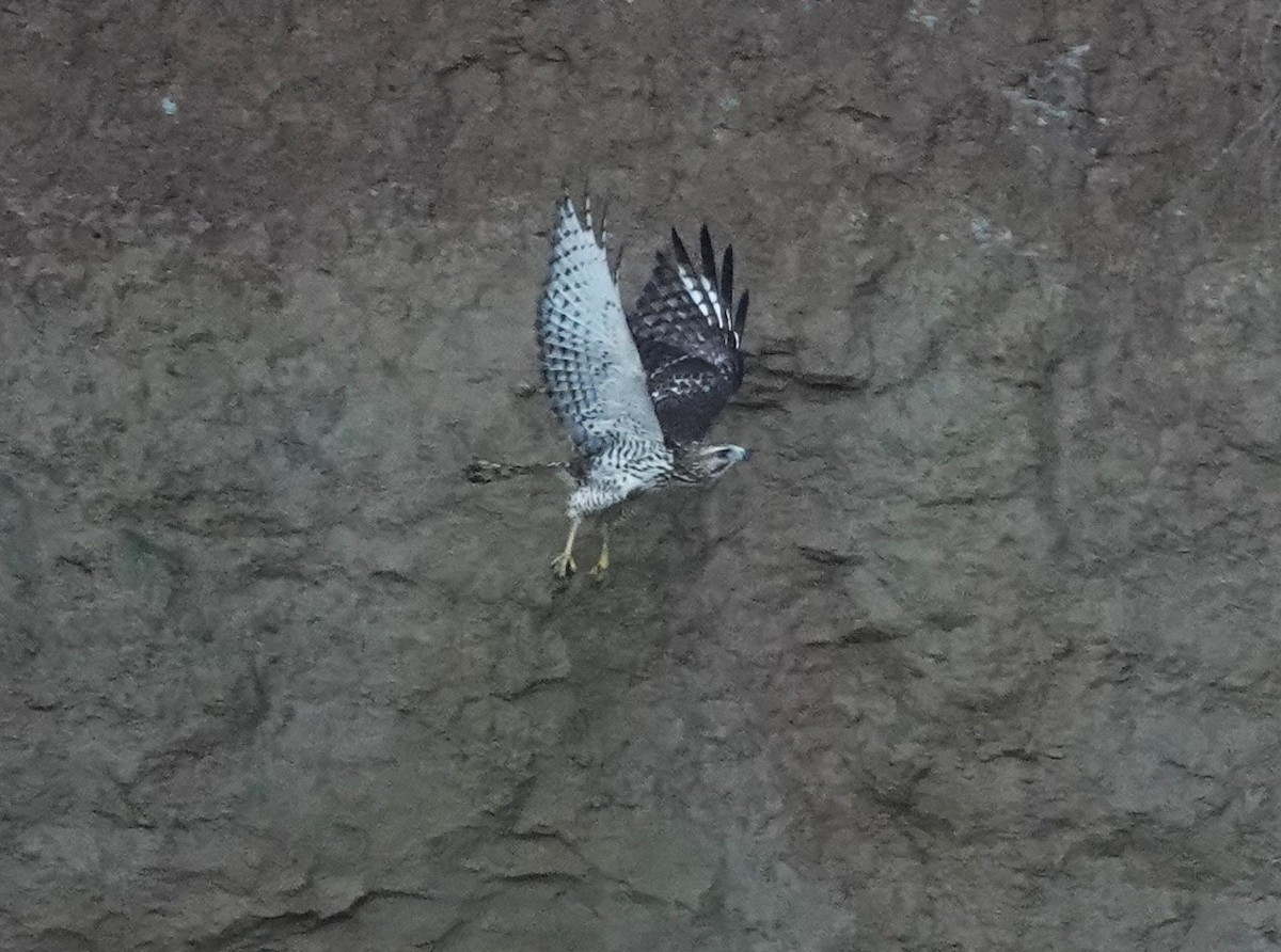 Broad-winged Hawk - ML612005762