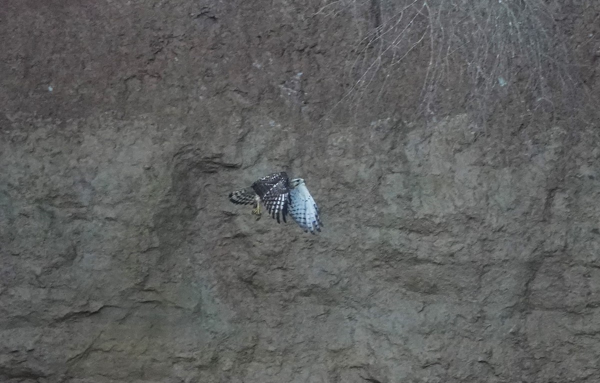 Broad-winged Hawk - ML612005763