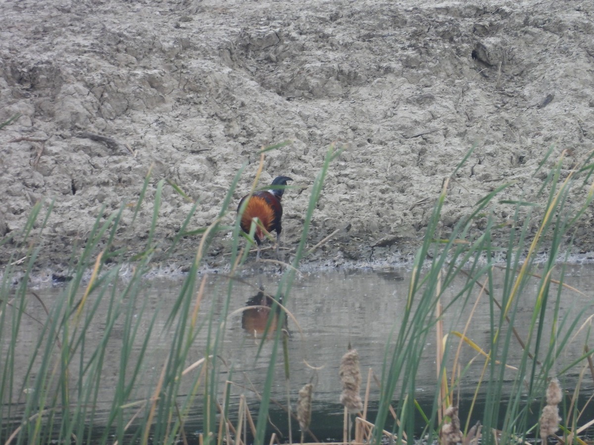 Red Junglefowl - ML612005776