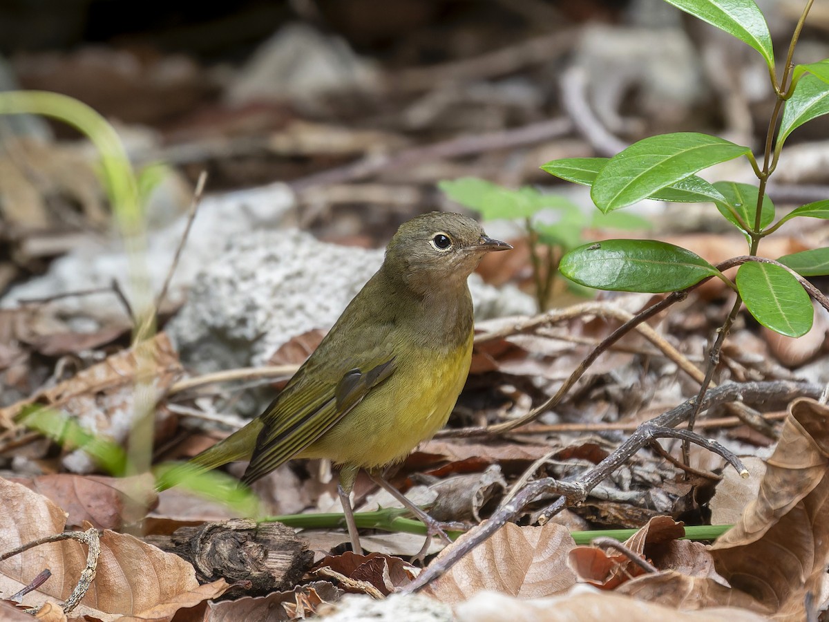 Connecticut Warbler - ML612005990