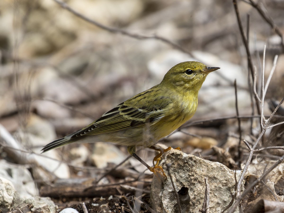 Blackpoll Warbler - ML612005996