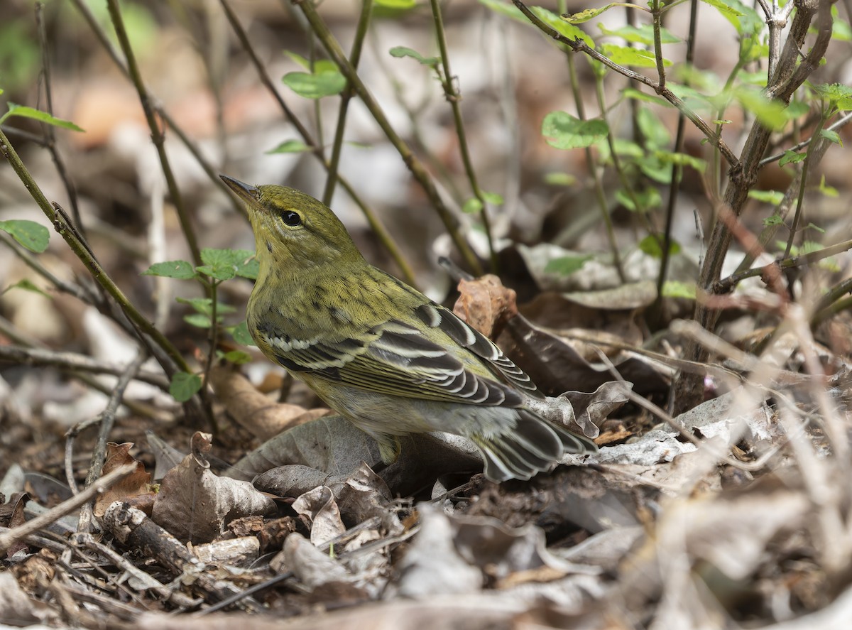 Blackpoll Warbler - ML612005998