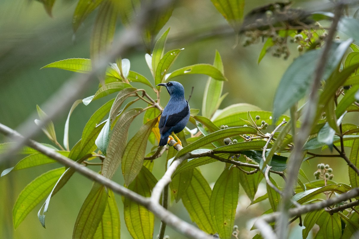 Shining Honeycreeper - ML612006034