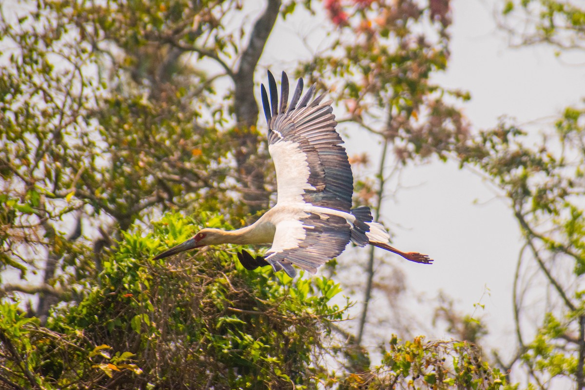 Maguari Stork - ML612006037