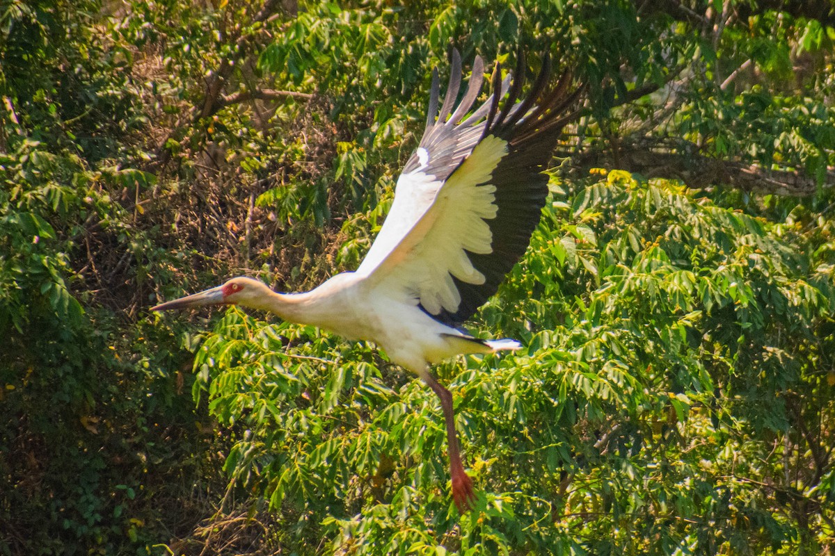 シロエンビコウ - ML612006038