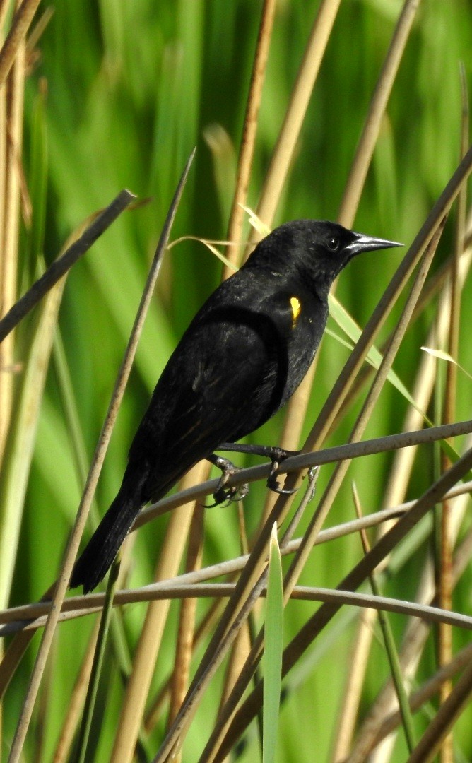 Yellow-winged Blackbird - ML612006065