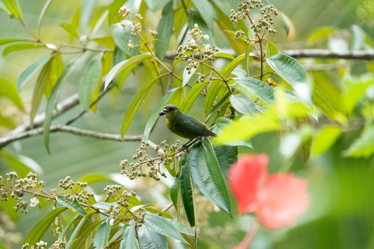 Olive-backed Euphonia - ML612006148