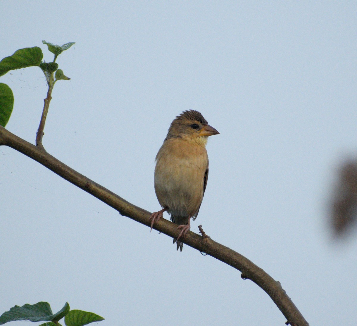 Baya Weaver - ML612006155