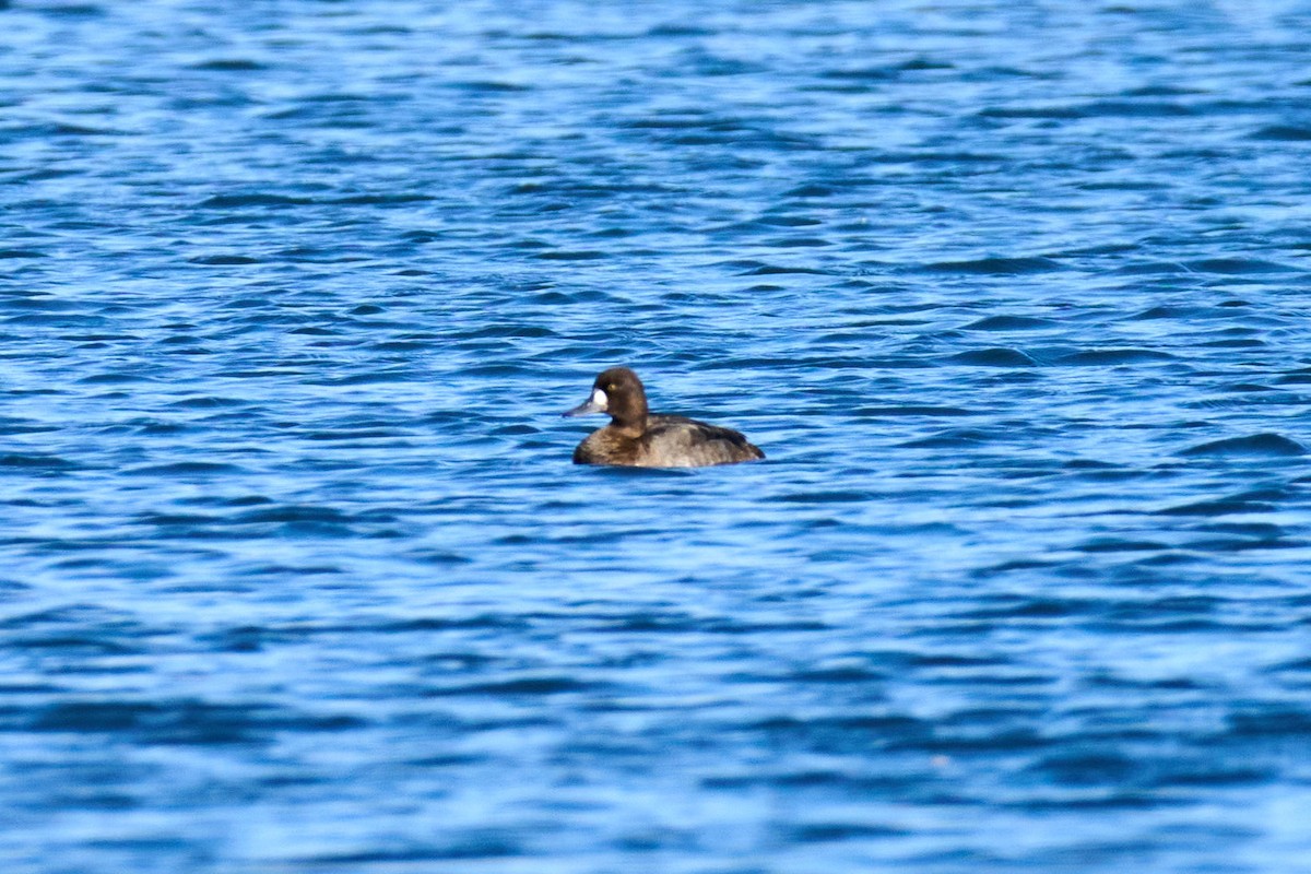 Greater Scaup - Charlie Shields