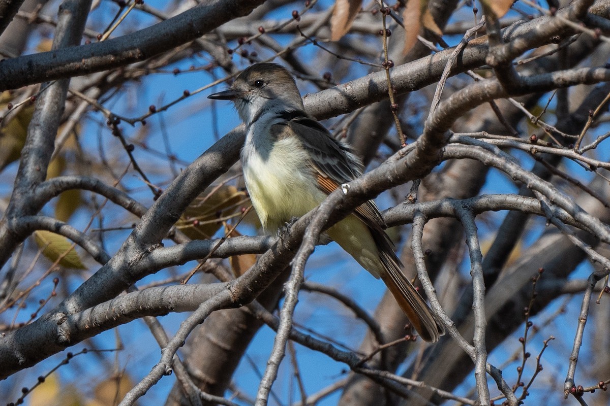 Ash-throated Flycatcher - Dmitriy Aronov