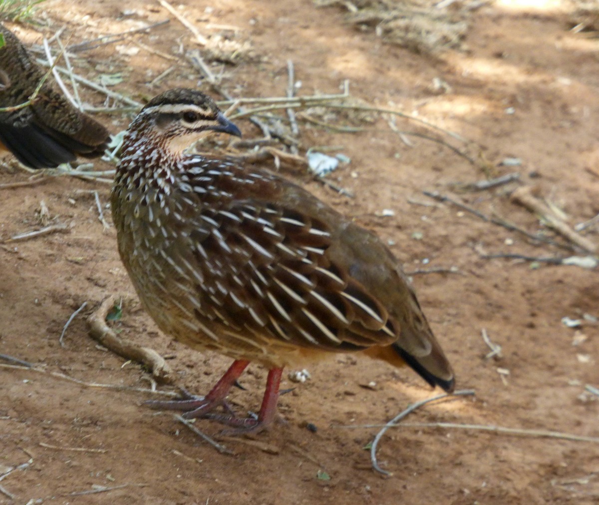 Crested Francolin - ML612006190