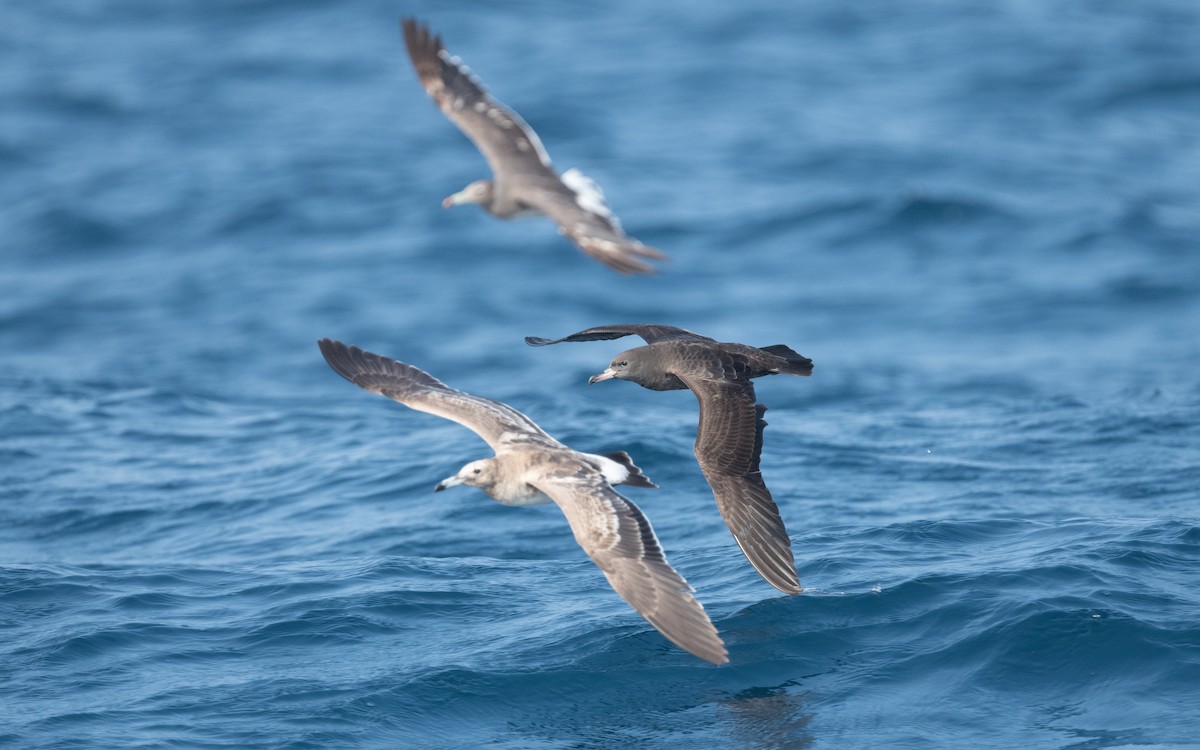 Flesh-footed Shearwater - ML612006210