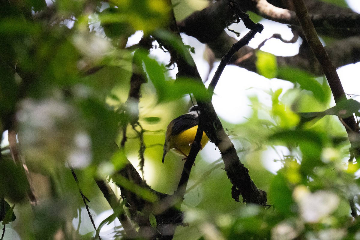 White-collared Manakin - ML612006219