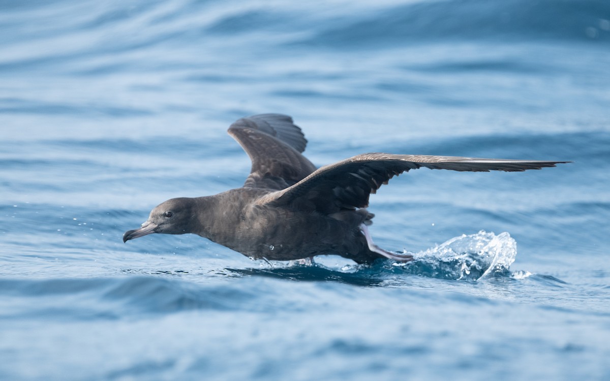 Flesh-footed Shearwater - ML612006271
