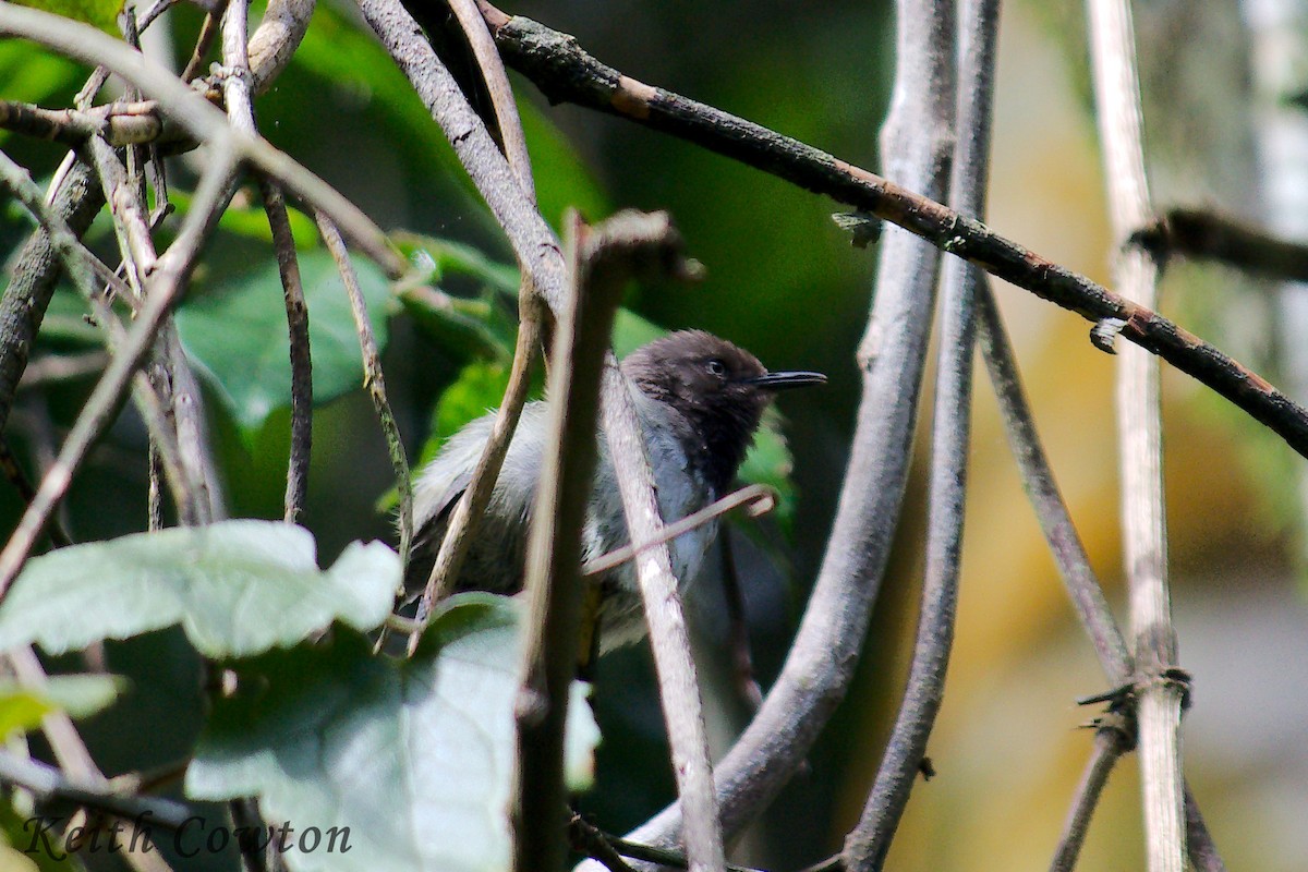 Taita Apalis - Keith Cowton