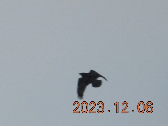 ravn - ML612006294