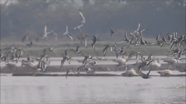 Black-tailed Godwit - ML612006310