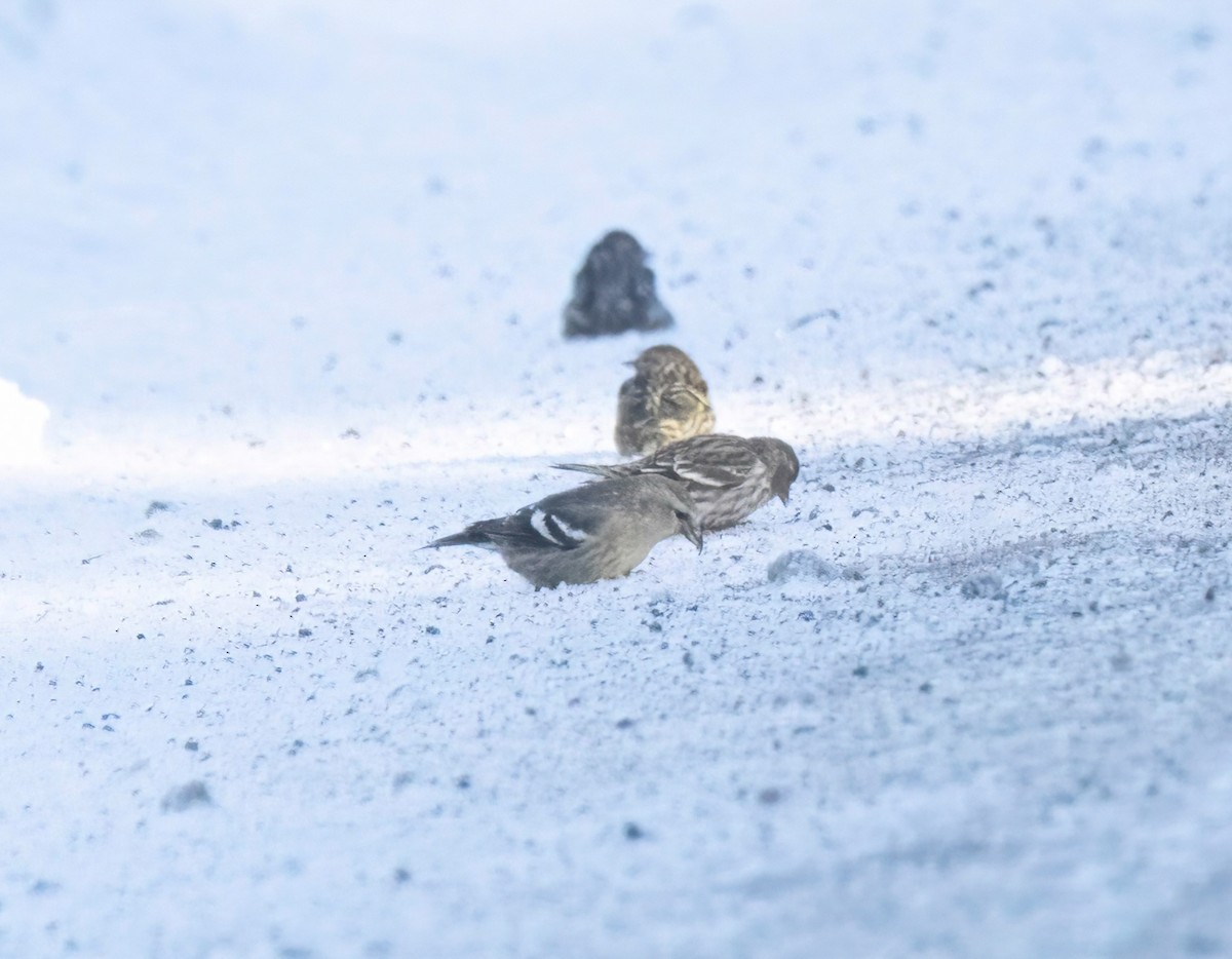 White-winged Crossbill - ML612006331