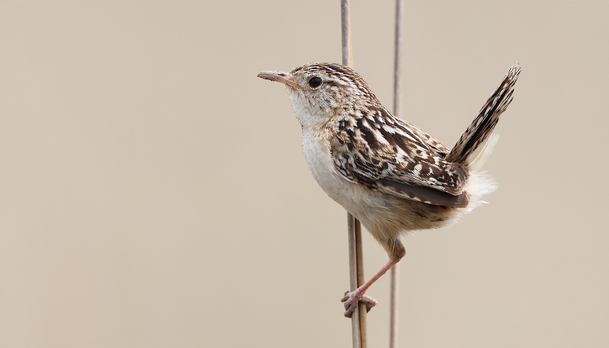 Grass Wren (Pampas) - ML612006336